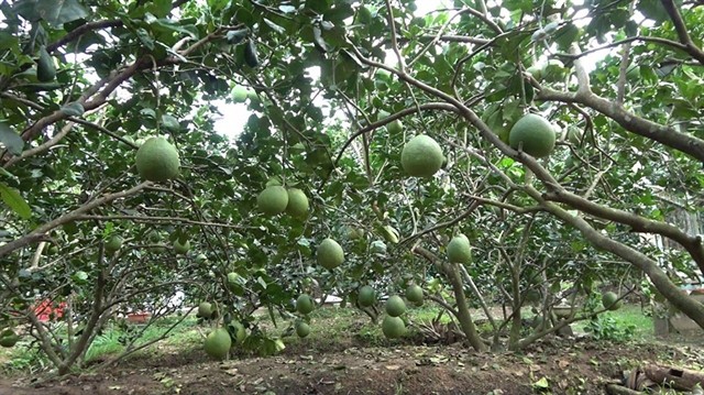 Beyond its trademark coconuts, Bến Tre is also home to immense areas of green-skinned pomelo trees. — Photo mia.vn