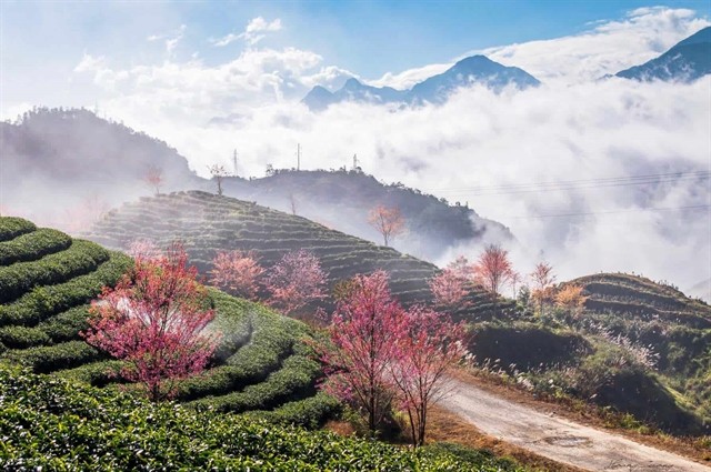 Ô Long Tea Hill draws tourists for its majestic natural beauty. — Photo vntrip.vn Ô Long Tea Hill draws tourists for its majestic natural beauty. — Photo vntrip.vn