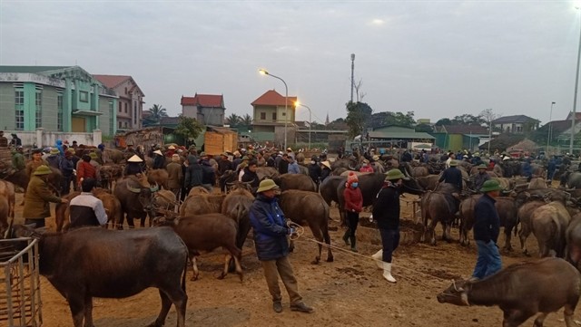The livestock and poultry selling area in Cao Sơn Market always draws crowds of men. — Photo mia.vn The livestock and poultry selling area in Cao Sơn Market always draws crowds of men. — Photo mia.vn