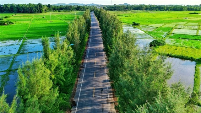 One of the highlights of Bình Ngọc is a road flanked by tall, green casuarina trees. One of the highlights of Bình Ngọc is a road flanked by tall, green casuarina trees.
