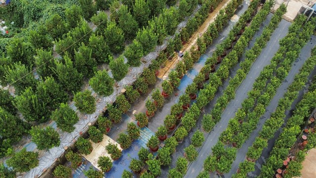 An aerial view of a kumquat garden in Tứ Liên Village. The village currently has about 400 households cultivating the trees on a total area of up to 20 hectares. — VNA/VNS Photo Hoàng Hiếu An aerial view of a kumquat garden in Tứ Liên Village. The village currently has about 400 households cultivating the trees on a total area of up to 20 hectares. — VNA/VNS Photo Hoàng Hiếu