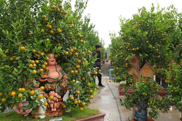 Clay pots crafted in famous pottery villages such as Phù Lãng and Bát Tràng are carefully selected by customers to match nicely with the ornamental kumquat trees. — VNA/VNS Photo Hoàng Hiếu Clay pots crafted in famous pottery villages such as Phù Lãng and Bát Tràng are carefully selected by customers to match nicely with the ornamental kumquat trees. — VNA/VNS Photo Hoàng Hiếu