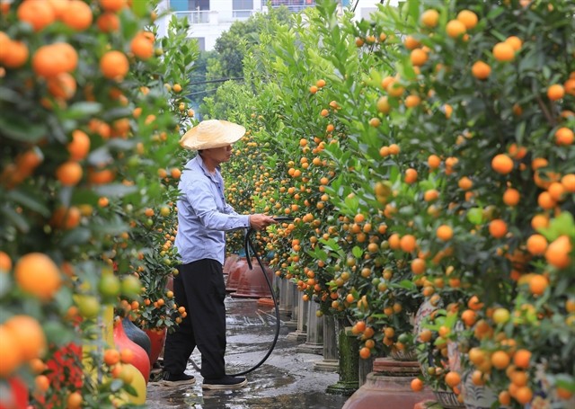 A grower waters kumquat trees in a garden in Tứ Liên Village. — VNA/VNS Photo Hoàng Hiếu A grower waters kumquat trees in a garden in Tứ Liên Village. — VNA/VNS Photo Hoàng Hiếu