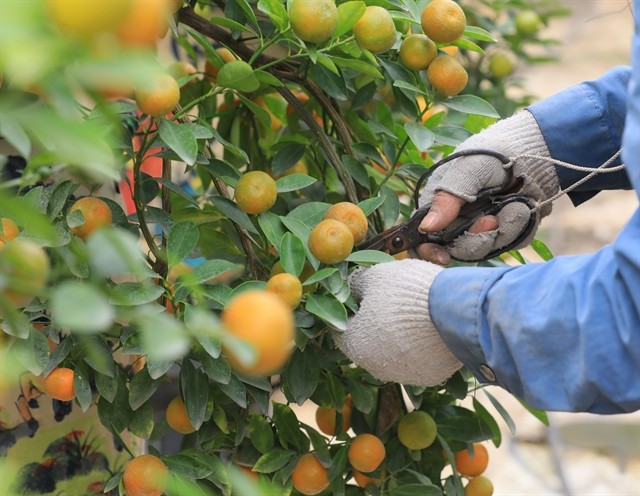 From the end of December and the beginning of January, ornamental kumquat trees are trimmed in preferable shapes. — VNA/VNS Photo Hoàng Hiếu From the end of December and the beginning of January, ornamental kumquat trees are trimmed in preferable shapes. — VNA/VNS Photo Hoàng Hiếu