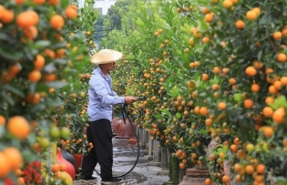 Kumquat village hectic as Tết approaches