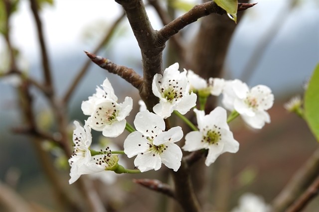 Pear flowers have five white petals that are slightly cup-shaped with fragile and pure beauty that is truly unique. — VNA/VNS Photo Tuấn Anh Pear flowers have five white petals that are slightly cup-shaped with fragile and pure beauty that is truly unique. — VNA/VNS Photo Tuấn Anh
