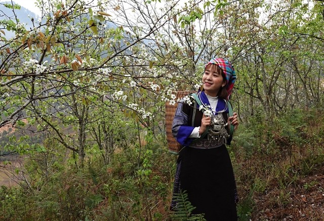 Mù Cang Chải proves popular among visitors in spring, with many keen to witness the region’s pear flower season. — VNA/VNS Photo Tuấn Anh Mù Cang Chải proves popular among visitors in spring, with many keen to witness the region’s pear flower season. — VNA/VNS Photo Tuấn Anh