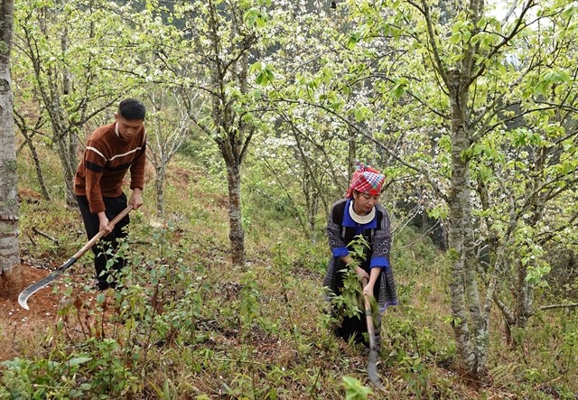 Local farmers get more income from growing pear trees. — VNA/VNS Photo Tuấn Anh Local farmers get more income from growing pear trees. — VNA/VNS Photo Tuấn Anh