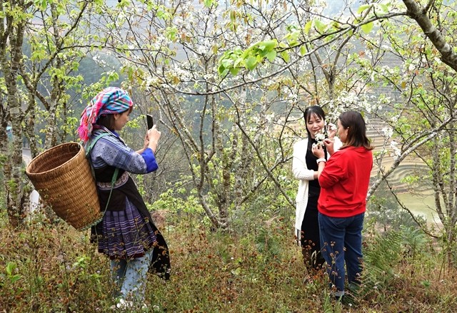 Local people grow pear trees not only for its blooming season, but pear is also a fruit with a high economic value that helps develop tourism and improve local people’s living standard.  Local people grow pear trees not only for its blooming season, but pear is also a fruit with a high economic value that helps develop tourism and improve local people’s living standard.
