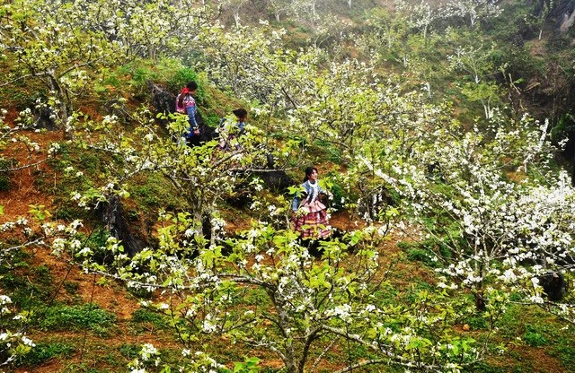 Pear blossom is among typical flowers in Púng Luông Commune, Mù Cang Chải District, the northern mountainous of Yên Bái Province. — Photo vtv.vn Pear blossom is among typical flowers in Púng Luông Commune, Mù Cang Chải District, the northern mountainous of Yên Bái Province. — Photo vtv.vn