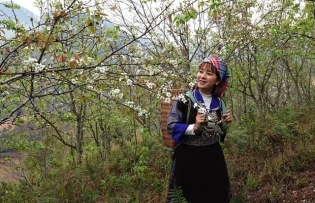 Mù Cang Chải covered with white pear blossoms