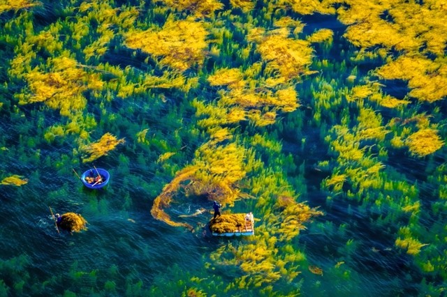 The collection ‘Nghề Thu Hoạch Rong Mơ Ở Quảng Ngãi’ (Seaweed Harvest in Quảng Ngãi) by Alex Cao is among winners of the 2023 Heritage Photo Contest – Journey of Heritages. The collection ‘Nghề Thu Hoạch Rong Mơ Ở Quảng Ngãi’ (Seaweed Harvest in Quảng Ngãi) by Alex Cao is among winners of the 2023 Heritage Photo Contest – Journey of Heritages.