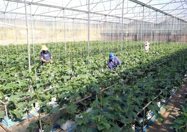 Farmers and cooperatives aiming for effective business operations on e-commerce platforms must take a proactive role in managing their online stores. VNA/VNS Photo