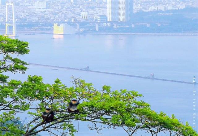 Sơn Trà peninsula is located right next to the coastal city of Đà Nẵng.  Sơn Trà peninsula is located right next to the coastal city of Đà Nẵng.
