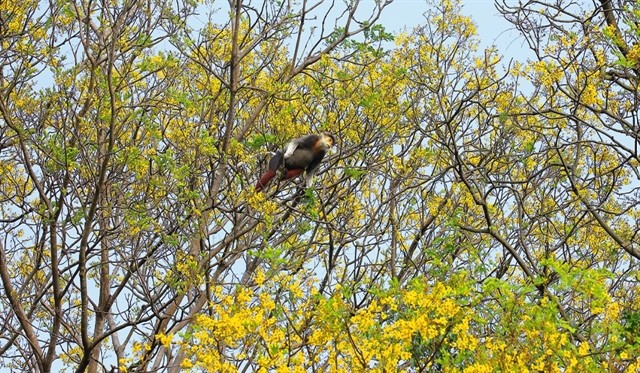 Flower Season Is Full Bloom In Sơn Trà Forest Flower Season Is Full Bloom In Sơn Trà Forest