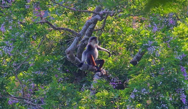 Flower Season Is Full Bloom In Sơn Trà Forest Flower Season Is Full Bloom In Sơn Trà Forest