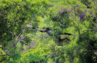 Flower Season Is Full Bloom In Sơn Trà Forest