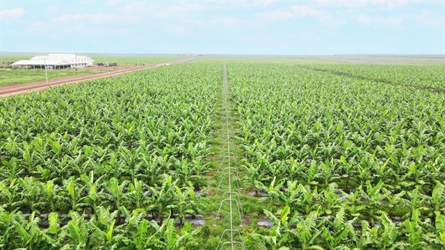 THACO AGRI exports large volumes of organic products of high quality. — Photo courtesy of THACO