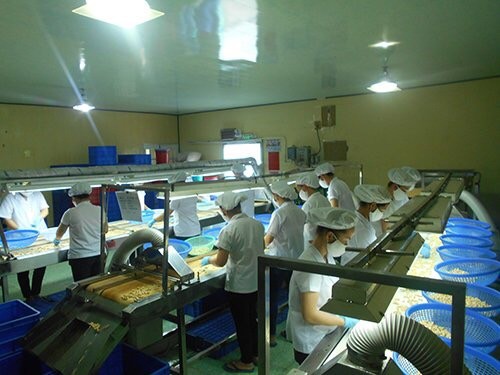 Workers process cashew for export. The cashew industry is at risk of disruption since raw nut exporters in West Africa are not fulfilling their contracts with local firms. — Photo courtesy of Vinacas