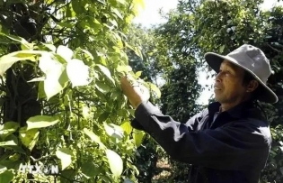 Intensive processing enhances spice export value: insiders