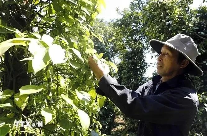 A farmer is harvesting his pepper. (Photo: VNA)