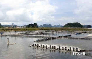 Quang Ninh strives to become northern region’s marine aquaculture hub