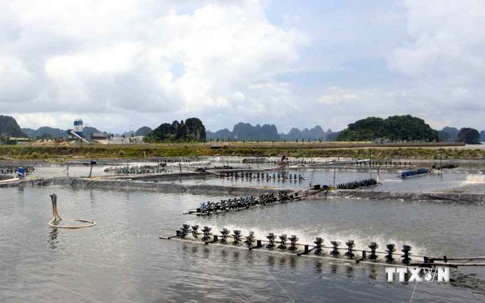 A shrimp farm in the coastal province of Quang Ninh. (Photo: VNA)