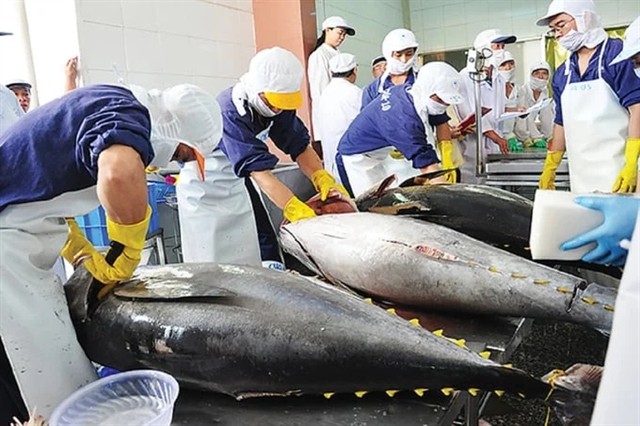 Workers process tuna for export. Tuna exports are projected to increase by 20 per cent in the first half of this year to US$456.8 million. — Photo nongnghiep.vn