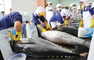 Tuna exports expected to grow by 20 per cent in H1