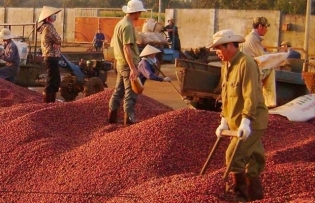 Coffee exports exceed $3 billion