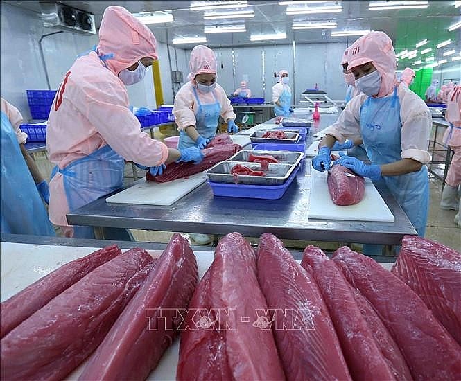Processing ocean tuna for export at Ba Hai Joint Stock Company’s factory - photo: Vu Sinh/VNA