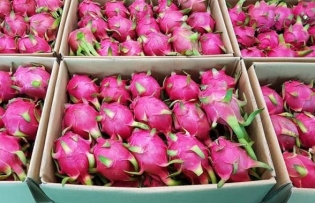 Vietnamese dragon fruit makes a splash at Spinneys debut in Saudi Arabia