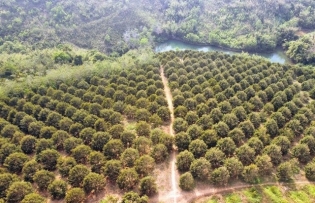 Durian exports earn more than $1 billion in just two months