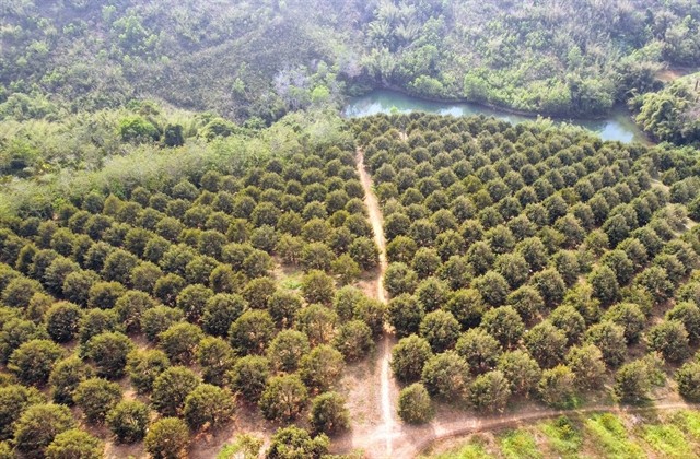 A durian farm in the central highland province of Đắk Nông. — VNA/VNS Photo