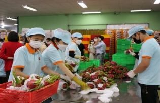 Vietnam has ample opportunities for fruit and vegetable export to Germany