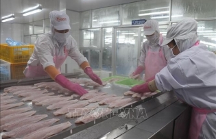 Vietnam's H1 seafood exports hit 4.4 billion USD