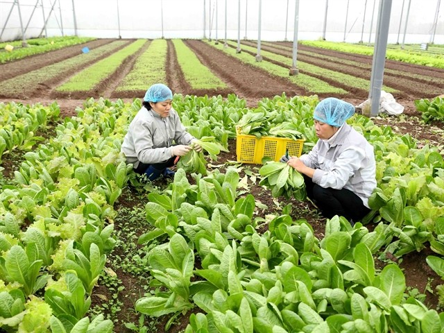 The Thanh Hà Agricultural Production and Services Cooperative in Ninh Sở Commune in Thường Tín District grows microgreens and organic vegetables Photo courtesy of Hà Nôi’s Quality, Processing and Market Development Sub-department.