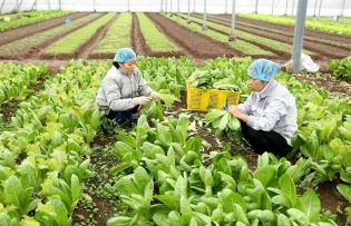 Hà Nội makes efforts to promote digital transformation in agriculture