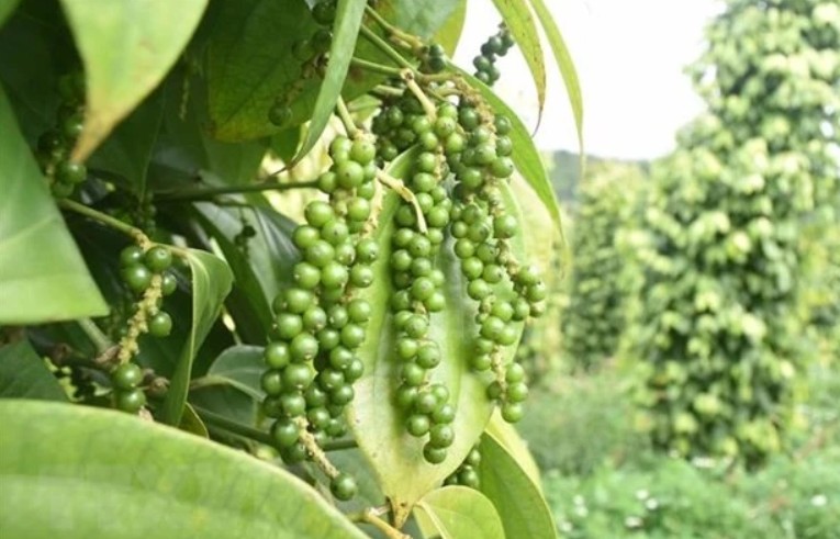 Pepper export turnover up over 30% in H1