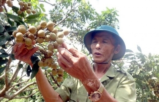 Hung Yen ready for longan harvest season