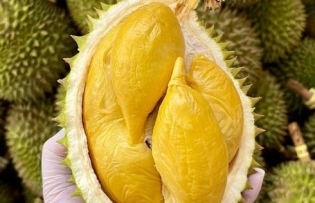 Durian exports forecast to top 3 billion USD in 2024