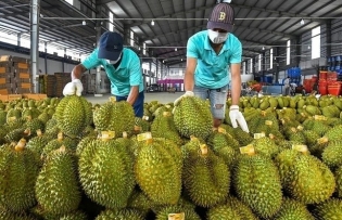Vietnam gets over US$1.3 billion from durian exports in first half