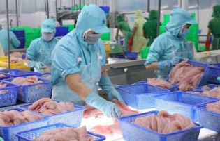 Pangasius exports expected to recover in the last months of the year