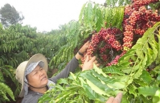 Vietnamese coffee export prices to UK surge