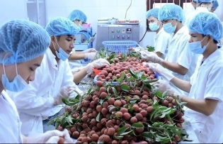 Fruit and vegetable exports likely to exceed US$7 billion this year