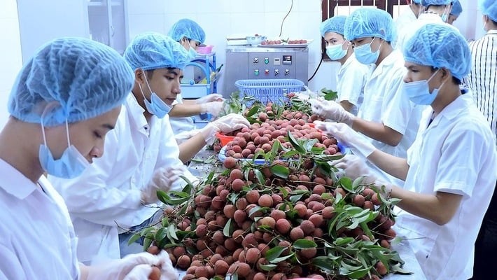 Lychee exports secure impressive growth in fastidious markets
