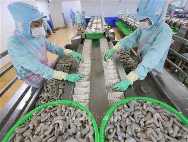 Shrimps processed for export at Minh Phú Seafood Corp. — VNA/VNS Photo: