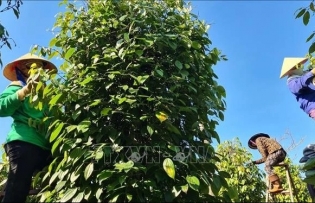 Vietnam’s pepper industry spices up export earnings despite volume dip