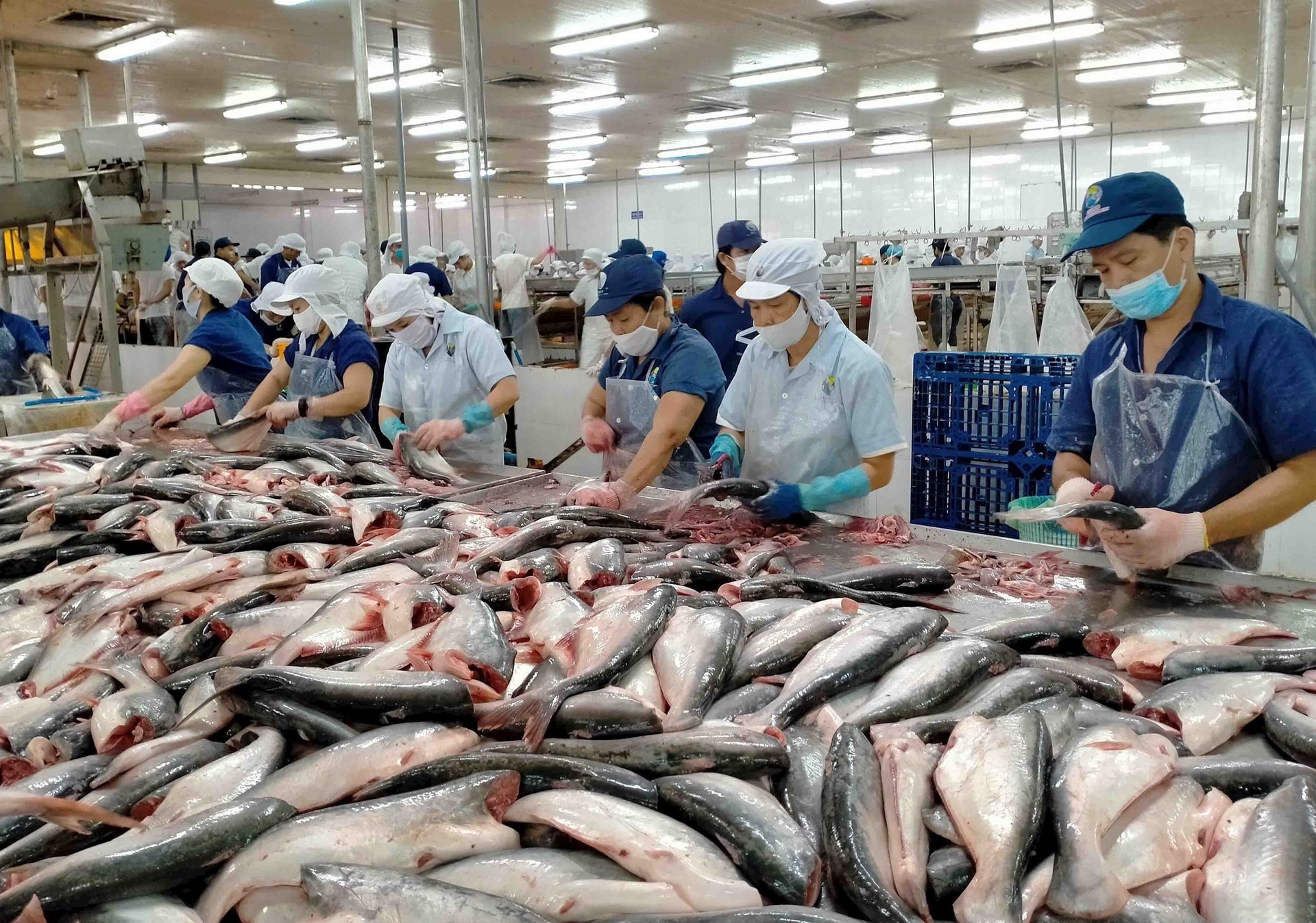 Vietnamese pangasius exports to major markets have grown strongly