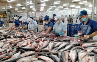 Vietnamese pangasius conquers 146 markets worldwide